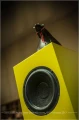 as sveda audio myszki.jpg