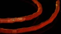 GFmod Advanced MKIII AC Power IEC- kabel przewód zasilający do audio wzmacniacz preamp
